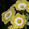 Auricula Sweet Pastures - Abriachan Nurseries